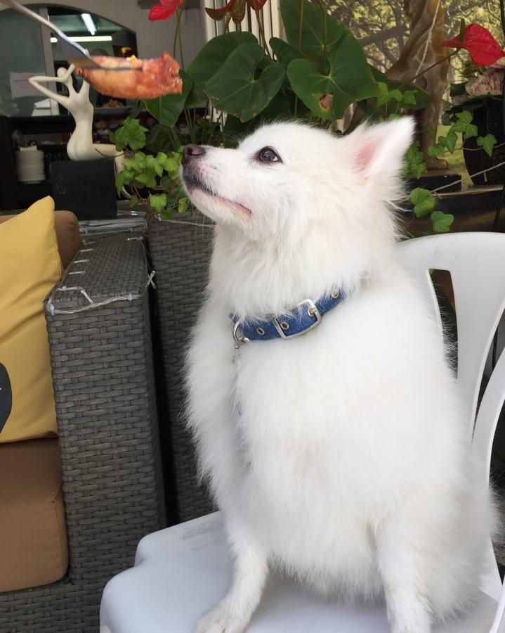 Bellagio Pets Friendly Resort Hongkong Eksteriør bilde